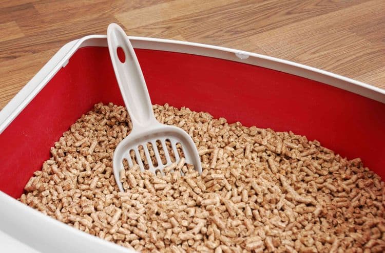 13 Litter-Box Care Rules Every Cat Owner Should Know for a Fresher Home